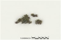 藏品(北方捲葉蘚)的圖片